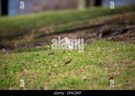 Curieux oiseau de mockingbird (Mimus poslyglotto) sur une pelouse bien entretenue Banque D'Images