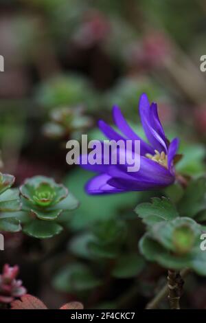 Beauté naturelle des plantes - vue sur la fleur d'anémone violet profond qui pousse parmi les succulents dans un jardin d'hôtel d'insectes, Essex, Grande-Bretagne, mars 2021 Banque D'Images