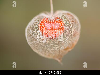 Un plan macro sur le squelette d'une capsule fleur lanterne chinoise. Banque D'Images