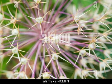 Un gros plan des capsules de semences d'une plante de persia, une étoile d'allium. Banque D'Images