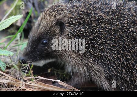 Vue latérale d'un hérisson sauvage à la lumière du jour dans un jardin à Powys Mid Wales UK, mars 2021 Banque D'Images