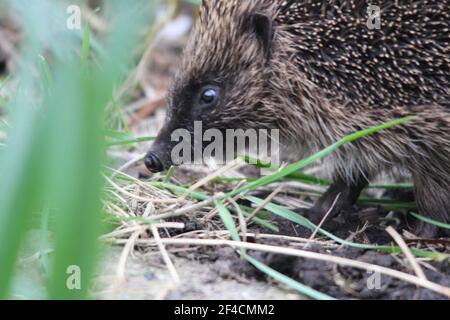 Vue latérale d'un hérisson sauvage à la lumière du jour dans un jardin à Powys Mid Wales UK, mars 2021 Banque D'Images