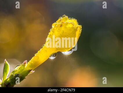 Un plan macro sur une fleur de Jasmin d'hiver couvert de gouttes de pluie. Banque D'Images