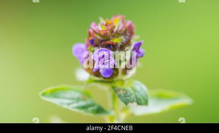 Photo macro d'une tête de fleur autocicatrelle commune. Banque D'Images
