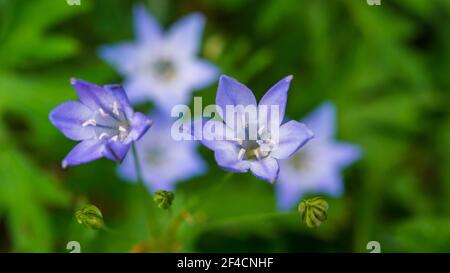 Un plan macro sur la fleur d'une grassnut plante. Banque D'Images