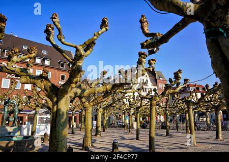 La place historique de Burgplatz dans la vieille ville de Düsseldorf, près du Rhin, avec de vieux platanes en premier plan. Banque D'Images