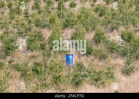 Mangeoire à faisan bleu en plantation - Écosse, Royaume-Uni Banque D'Images