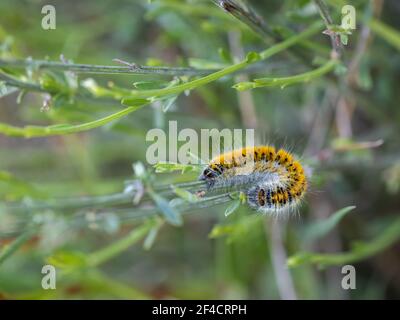 Caterpillar dans son environnement naturel. Banque D'Images