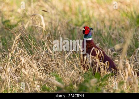 Faisan (Phasianus colchicus) oiseau mâle ouvert bois rouge arrose bleu vert lustre tête orange brun corps plumage longue queue orange et blanc collier Banque D'Images