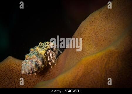 Hermite crabe sur un pongeur en tube sur le récif au large de l'île de Sint Maarten, Antilles néerlandaises Banque D'Images