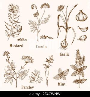 Ensemble d'épices et d'herbes vintage vectorisées à la main. Illustration de Vecteur
