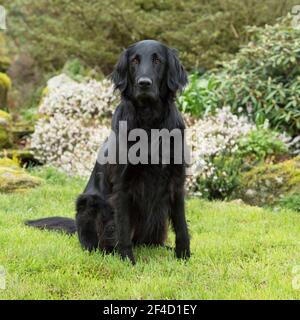 retriever à plat Banque D'Images