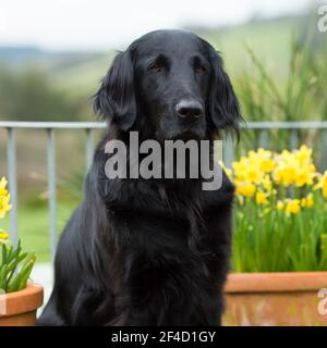 retriever à plat Banque D'Images