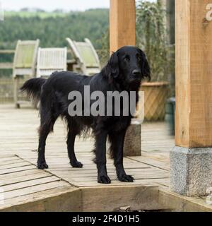 Flat Coated Retriever Banque D'Images