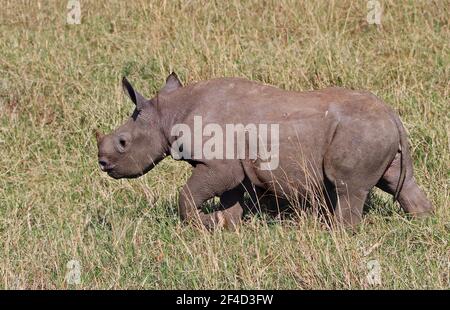 Un veau de rhinocéros noir vulnérable traversant les plaines ouvertes à Masai Mara, au Kenya Banque D'Images