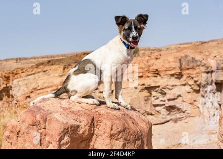 Chien Canaan brun et blanc chiot posé sur un rouge boulder dans le cratère de Makhtesh Ramon en Israël avec un falaise floue et ciel bleu en arrière-plan Banque D'Images