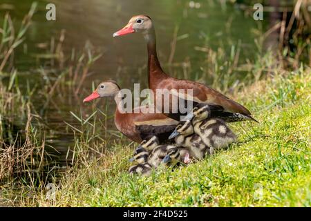 Famille de six canards sifflants à ventre noir. Banque D'Images