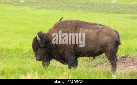 Un bison américain avec un oiseau sur son dos Parc national des Badlands Banque D'Images