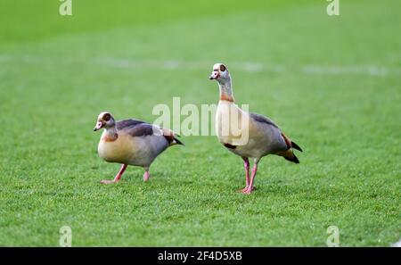 Le nouveau vol de Crawley est le début d'une paire d'Oies égyptiennes qui se réchauffent avant le match de la Sky Bet League Two entre Crawley Town et Walsall au People's Pension Stadium . Apparemment, les oies se présentent pour un jeu par an environ cette fois, mais le personnel ne savait pas d'où ils viennent , Crawley , Royaume-Uni - 16 mars 2021 - usage éditorial seulement. Pas de merchandising. Pour les images de football, les restrictions FA et Premier League s'appliquent inc. Aucune utilisation Internet/mobile sans licence FAPL - pour plus de détails, contactez football Dataco Banque D'Images