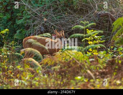 Un cerf d'aboiement qui traverse les buissons (photographié dans le sanctuaire de BR Hills, Karnataka, Inde) Banque D'Images