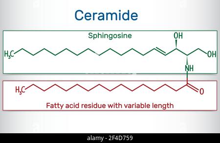 La molécule de céramide est composée de sphingosine et d'un acide gras. Formule chimique structurelle Illustration de Vecteur