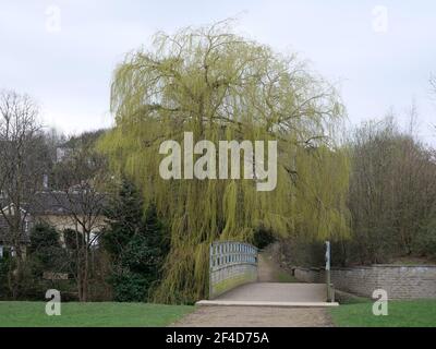 Un saule pleurant au printemps vient d'entrer dans la feuille par le côté d'une passerelle en bois sur un petit rivière Banque D'Images