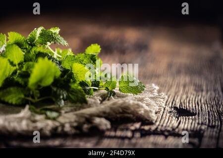 Herbes de melissa vert naturel sur jute rustique ou serviette de lin pliée sur bois sombre. Banque D'Images