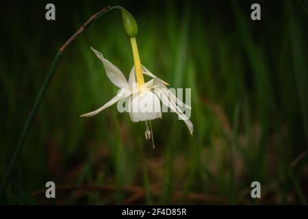 Une belle plante « Angel's Tears » avec une fleur de nodding Banque D'Images