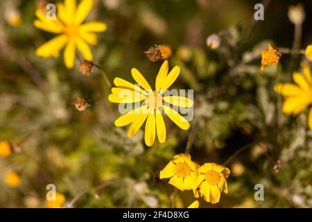 Fleur de printemps Yurops, Euryops Pectinatus Banque D'Images