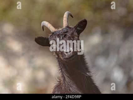 Chèvre féeral gcheeky posant pour la caméra dans les montagnes de Cairngorm, Ecosse . Banque D'Images