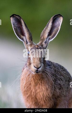 Grandes oreilles, gros plan du lièvre brun avec des oreilles énormes. Suffolk, Royaume-Uni Banque D'Images