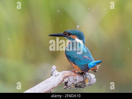 Un Kingfisher gaieux perché sous la pluie, montrant ses couleurs étonnantes - Suffolk, Angleterre Banque D'Images