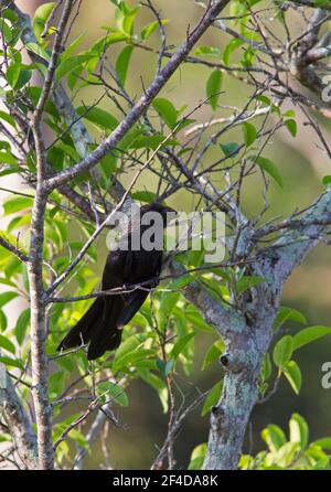 Ani à bec lisse, Crotophaga ani, adulte unique perché dans un arbre, Cuba Banque D'Images