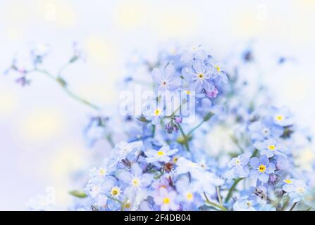 Véritable charme délicat fleurs bleues de printemps oublier-me-nots pour de bon humeur Banque D'Images