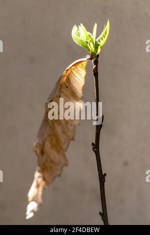 Un jeune arbre de Chestnut qui renouvelle ses feuilles au printemps. Castanheiro. Jeunes et vieux, remplacement des feuilles au printemps. Banque D'Images