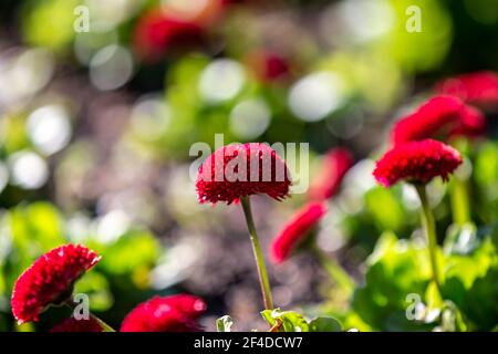 Jolies fleurs Bellis au soleil de printemps Banque D'Images