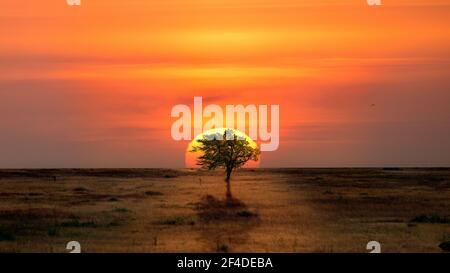 Arbre isolé dans le désert, rétroéclairé par le coucher du soleil Banque D'Images