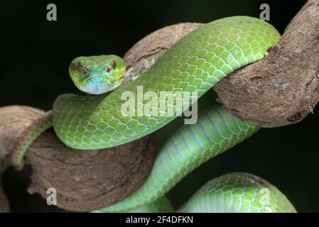 Vipère de l'île à lèvres blanches ( Trimesurus insularis ) sur la branche de l'arborescence Banque D'Images