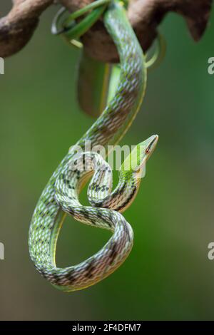 Gros plan d'un serpent de vigne asiatique sur une branche, Indonésie Banque D'Images