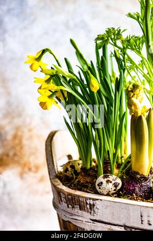 Jonquilles jaunes, anémones et jacinthes poussant dans une décoration rustique de plantes de Pâques Banque D'Images