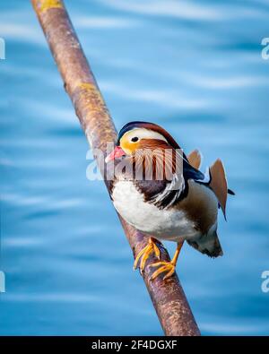 Canard mandarin Aix galericulata perché sur un poteau de fer dans le parc de Beihai à Beijing, en Chine Banque D'Images