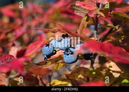 Macro de bleuets sauvages mûrs entre les feuilles rouges d'automne. Banque D'Images