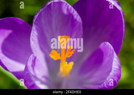 Gros plan sur le crocus violet et jaune Banque D'Images