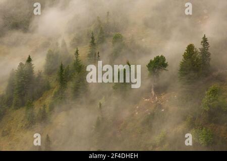 Mystérieuse forêt de pins d'arolla qui pousse sur une colline couverte un brouillard Banque D'Images