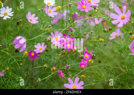 Fleurs roses pourpre dans une prairie Banque D'Images