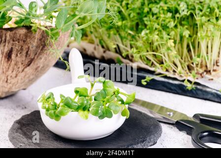 Assortiment de micro-légumes verts.Microverts.salade saine. Manger bien. Concept de saine alimentation de produits frais de jardin cultivés de façon organique comme un symbole de lui Banque D'Images