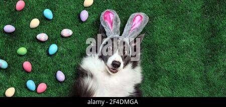 Chien heureux avec oreilles de lapin entouré d'oeufs de Pâques Banque D'Images