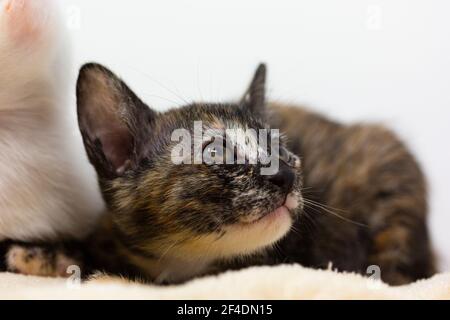 Chatons multicolores Khao Manee race avec fond blanc, looks Banque D'Images