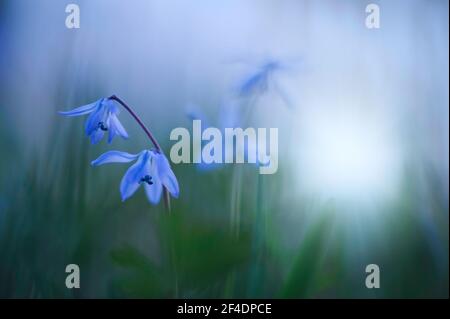 Cilla bleue, Fleur printanière sibérienne (Scilla siberica) Banque D'Images