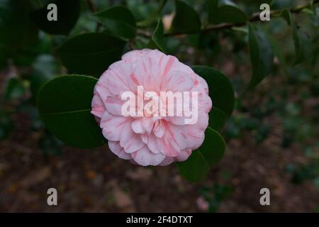 camilla rose variégée unique avec feuillage montrant différentes nuances de couleur Banque D'Images